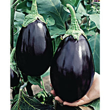 Aubergine Black Beauty Seeds. भण्टा” बैंगन  or বাংলা .