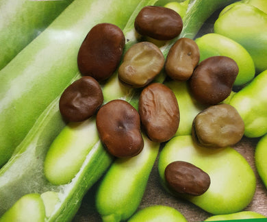 Broad Beans Seeds