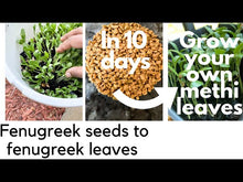 Nepali Methi Saag . Grow Methi Seeds नेपाली मेथी को सागको बीऊ . Fenugreek Seeds to Grow Methi Spinch