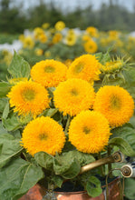 Sunflower Seeds 'Teddy Bear