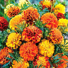 Marigold (French) Bonita Mixed Seeds