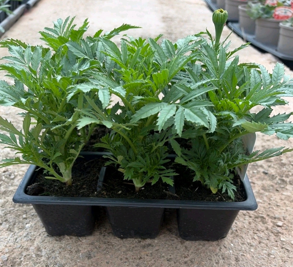 🌼  सयपत्री (म्यारिगोल्ड) को बिरुवा  🌼Orange marigold plant. (Copy)