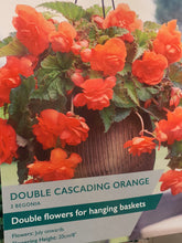 Begonia Double Cascading Orange Bulbs