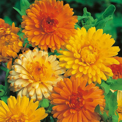 Calendula Art Shades Seeds