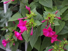 Mirabilis Jalapa (मालती फूल) - Vibrant Pink Flowers