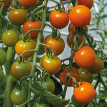 Tomato 'Honeycomb F1' Vegetable Seeds