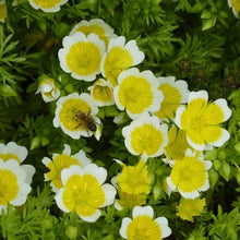 Poached Egg Plant Limnanthe Flower Seeds