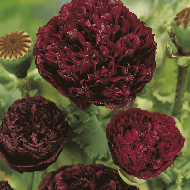 Poppy Paeony Black Seeds