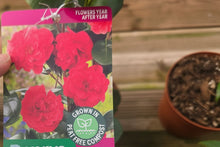 Camellia Shrubs | Premium Quality Vibrant Evergreen Potted Garden Plants