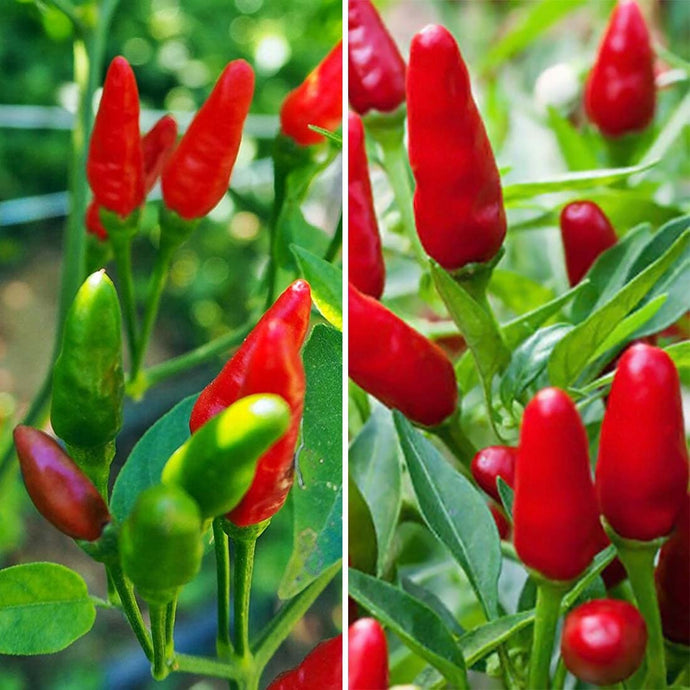 Bird Eye Chilli Pepper  Seeds – Super Hot Demon Pepper .नेपाली जिरे खुर्सानी 🌶️