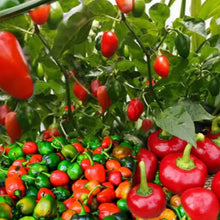 Dalle . Extremely Hot  round Chilli Seeds .  Akbare Khursani chilli seeds . Easy to grow in UK weather डल्ले खुर्सानी . King of chillies" or "Red cherry pepper