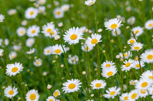 Chrysanthemum Ox Eye Daisy Seeds