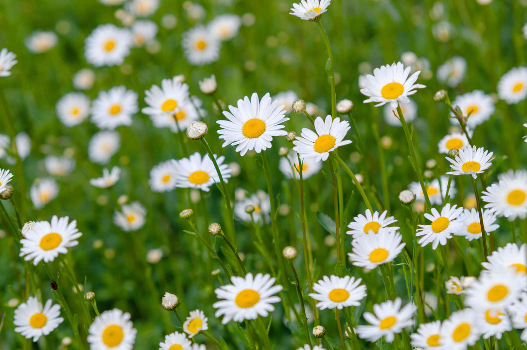 Chrysanthemum Ox Eye Daisy Seeds
