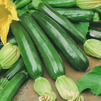 Courgette Firenze F1 seeds