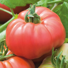 Tomato 'Ponderosa Pink' Vegetable Seeds