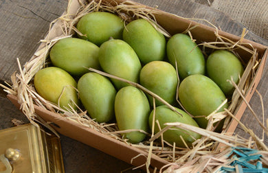 Kesar Mango Delicious & sweet 12 in  .Ready to Eat