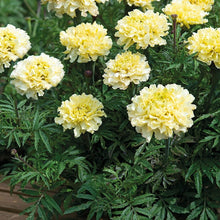 🌼 सेतो सयपत्री (म्यारिगोल्ड) को बिरुवा  🌼white marigold plant.