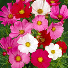 Cosmos Sensation Mixed
