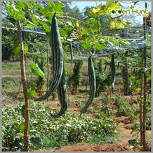 Indian Bangladeshi Snake Gourd Seeds Chichinda, Chichinga, Padval Seeds