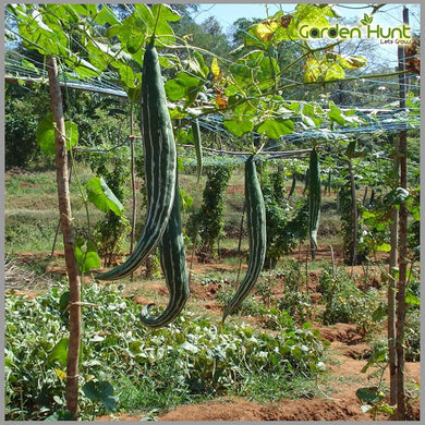 Indian Bangladeshi Snake Gourd Seeds Chichinda, Chichinga, Padval Seeds