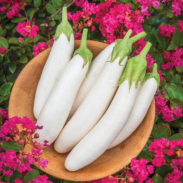Aubergine White Knight F1 Hybrid  Seeds. भण्टा” बैंगन  or বাংলা .