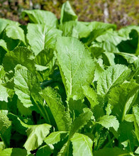 तोरीको साग नेपाली  Mustard  spinach