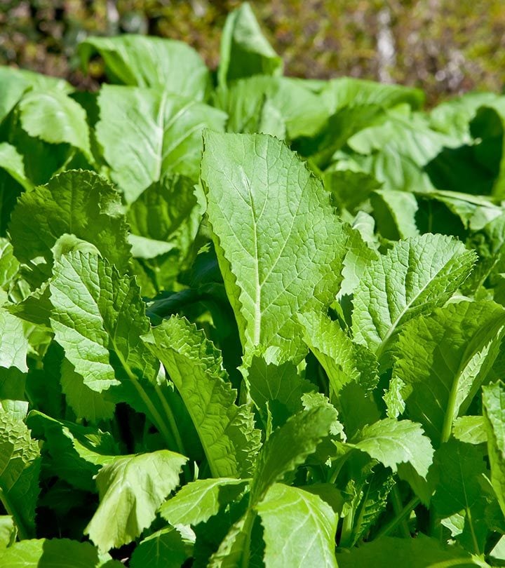 तोरीको साग नेपाली  Mustard  spinach