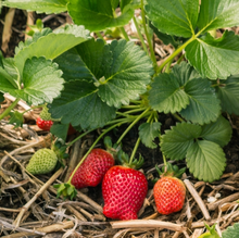 Strawberry Delician Seeds