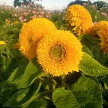 Sunflower Seeds 'Teddy Bear