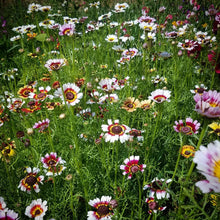 Chrysanthemum - Tricolour Single Mixed