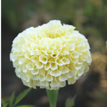 White Marigold Seeds . नेपाली सयपत्री फुलको बिउ . Seeds from Nepal . Marigold White .