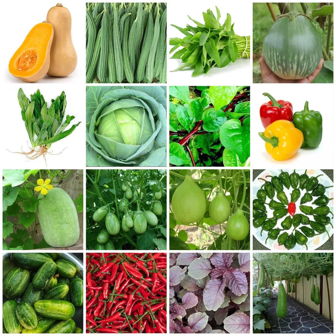 Asian/ Bangladeshi /Nepali / Indian Vegetable Seeds,Bottle Gourd,Spinach, Lauka , Karela 2026