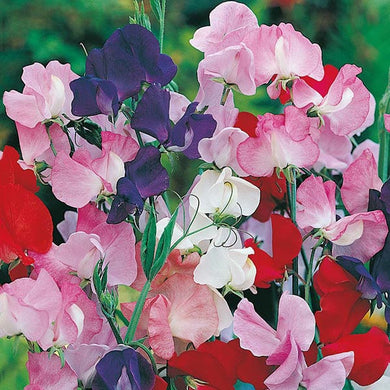 Sweet Pea Galaxy Mixed Seeds