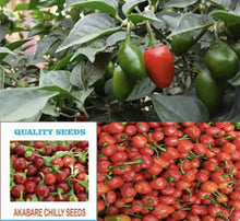 Dalle . Extremely Hot  round Chilli Seeds .  Akbare Khursani chilli seeds . Easy to grow in UK weather डल्ले खुर्सानी . King of chillies" or "Red cherry pepper