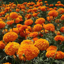 Marigold (African) Orange Beast F1 Flower Seeds