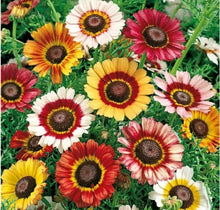 Chrysanthemum - Tricolour Single Mixed