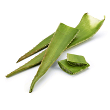 Aloe vera Large Leaves  . ALOEVERA LEAVES