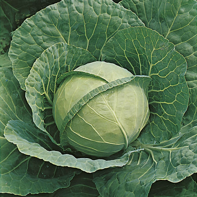 Johnsons Cabbage Seeds