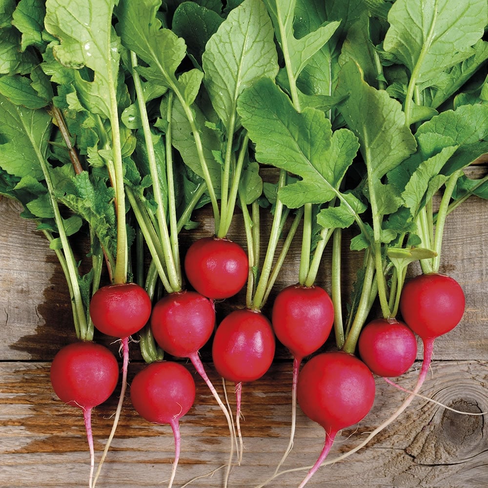 Johnsons Radish Scarlet Globe Seeds