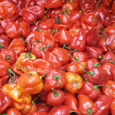 Jamaican Red Scotch Bonnet Chilli HOT