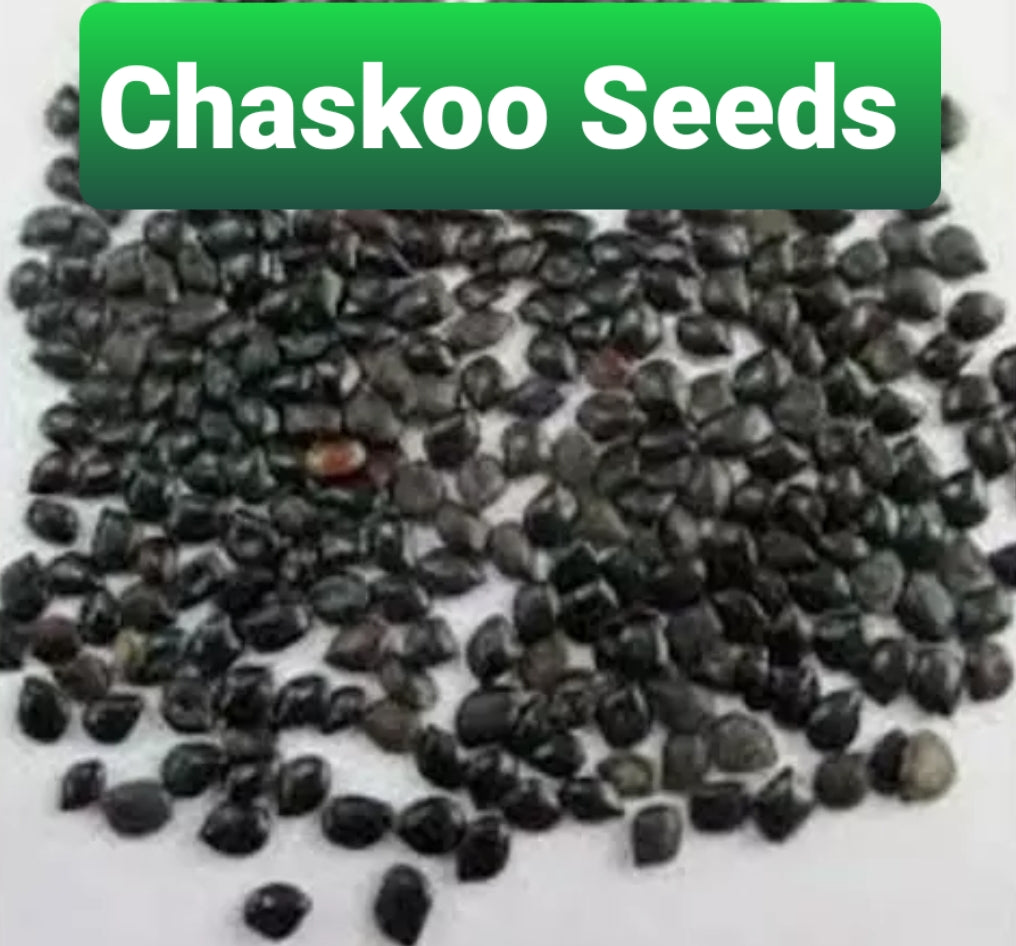 Chaskoo Seeds / Chasko / Chasku Cassia absus