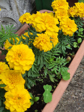 Yellow Marigold Seeds