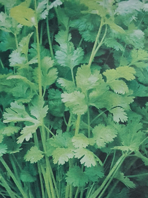 Nepali Dhaniya / Coriander seeds नेपाली धनिया को बीउ 500 Seeds