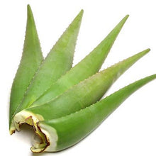 Aloe vera Large Leaves  . ALOEVERA LEAVES