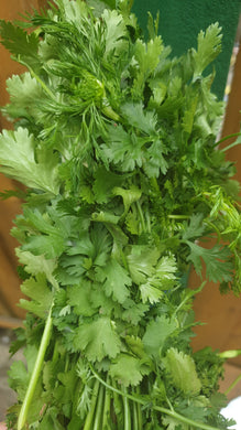 Coriander Bunch