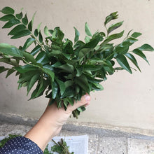 Fresh Curry Leaves 10-12g  Pack) / FRESH NATURAL LEAVES