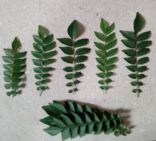 Fresh Curry Leaves 10-12g  Pack) / FRESH NATURAL LEAVES