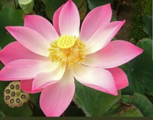Lotus Flower Seeds from India ( Water Lily Seeds )