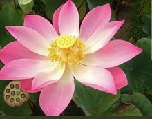 Lotus Seeds Bonsai White Baby Pink Water Lotus Bowl Seeds For Planting Nelumbo Lutea Water Plant Water-Chinquapin