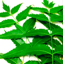 निम Fresh Neem Leaves  Acne , Skin Care , medical use. neem leaf